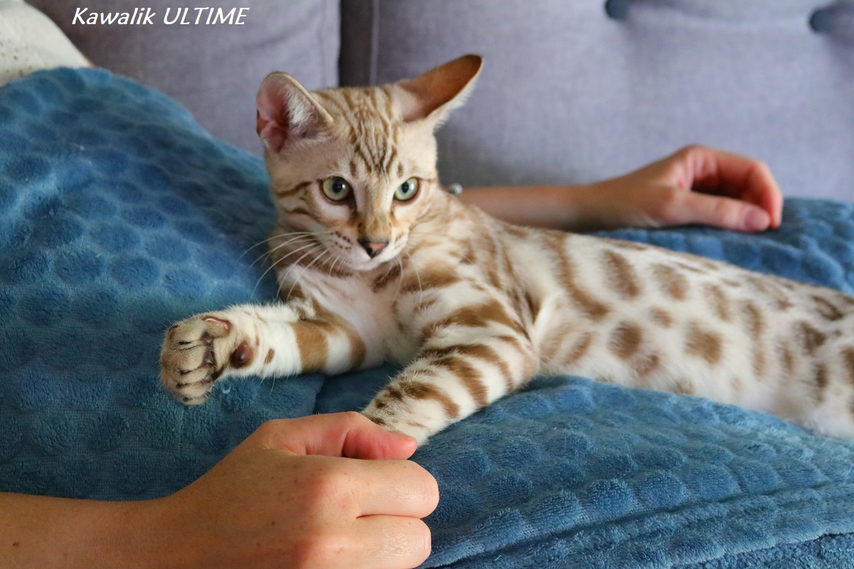 chaton bengal snow